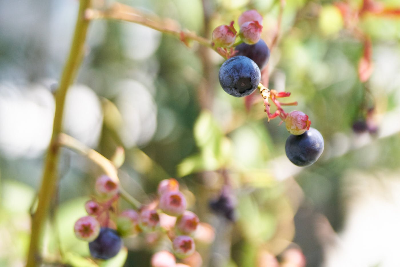 Fresh ripe blueberries ready to pick and go into cobbler.