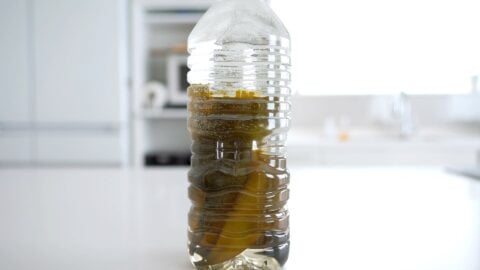 Konbu (kelp) soaking in cold water to make Dashi.