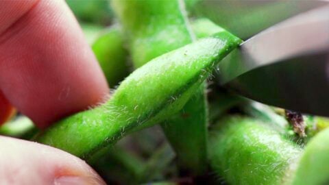 Cutting fresh edamame pods off the stems.