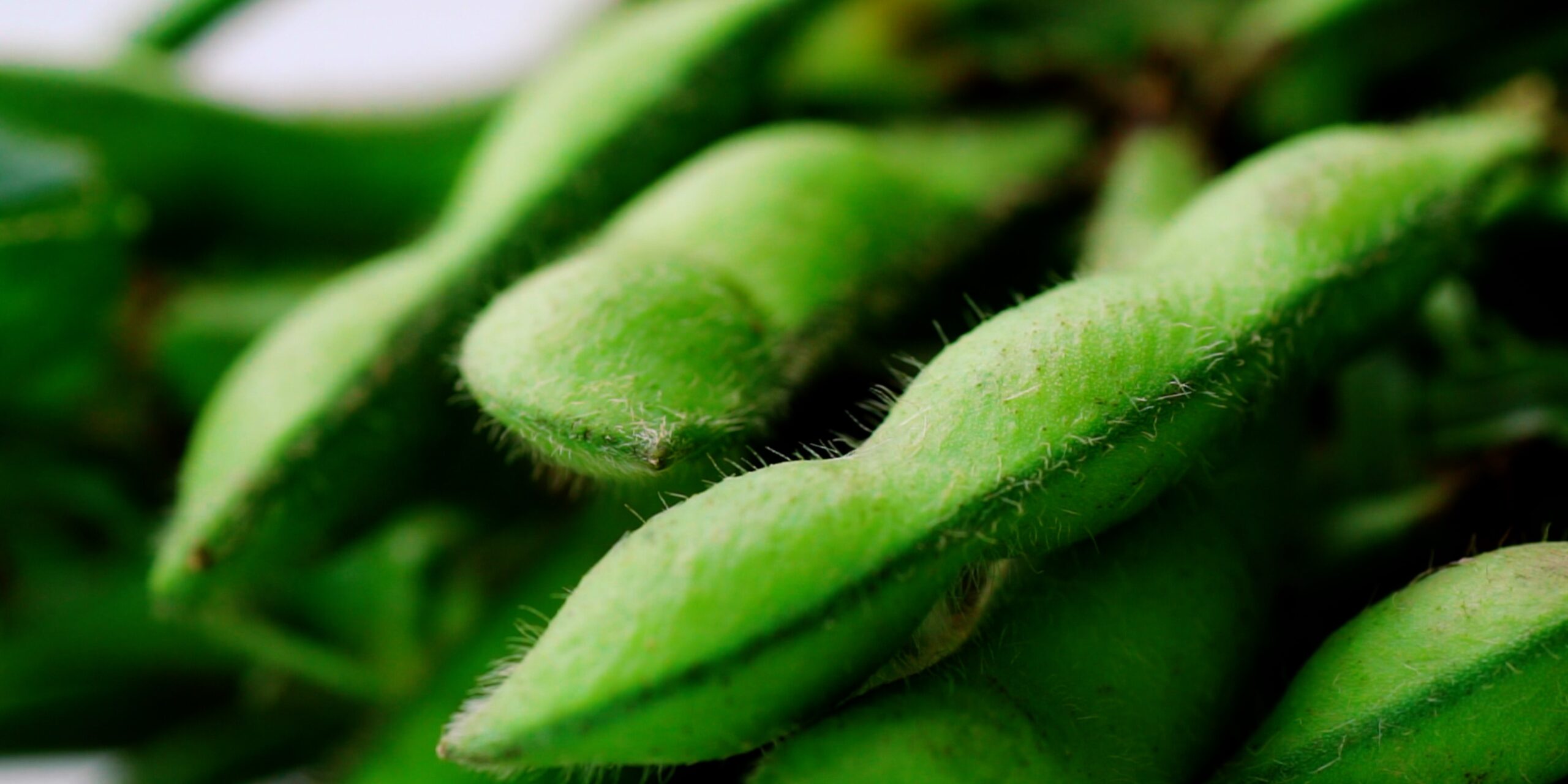 Closeup of fresh edamame.