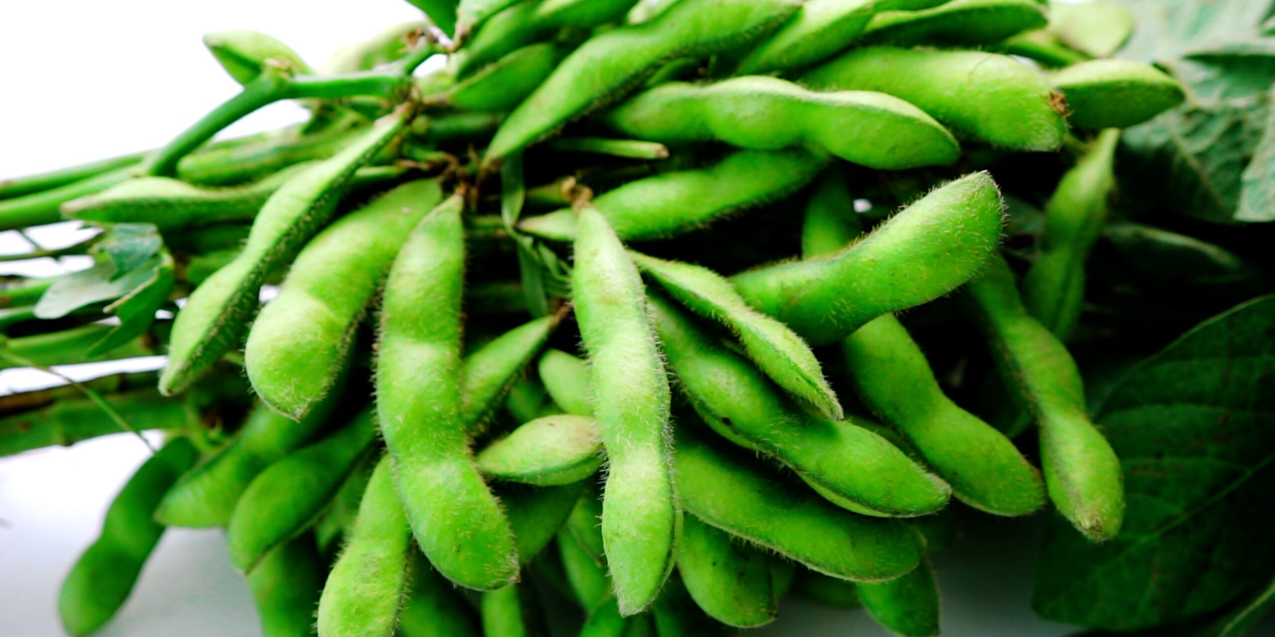 Edamame or green soybeans still on their stalks.