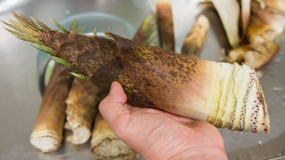 Peeling fresh takenoko (bamboo)