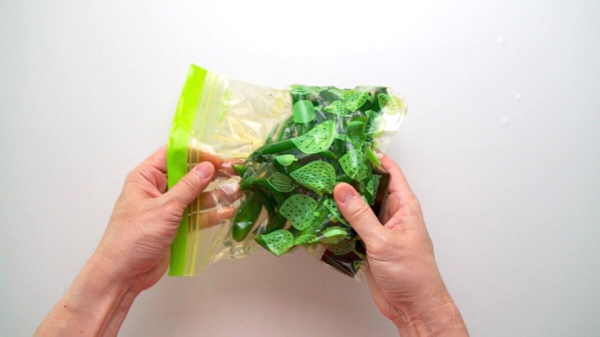 Sealing the cucumbers in the brine to make Cucumber Tsukemono.