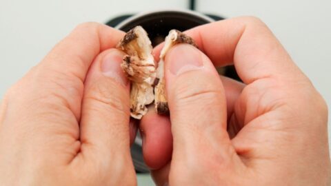 Breaking dried shiitake mushrooms into a spice grinder.